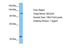 SEC24A Antibody, Novus Biologicals 100 &mu;L; Unconjugated:Antibodies,